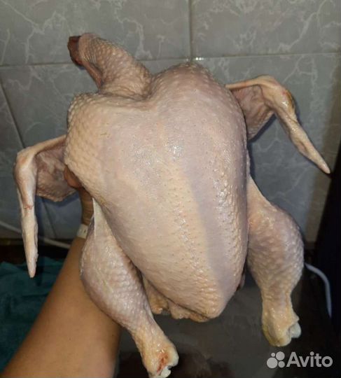 Куры бройлеры домашние мясо