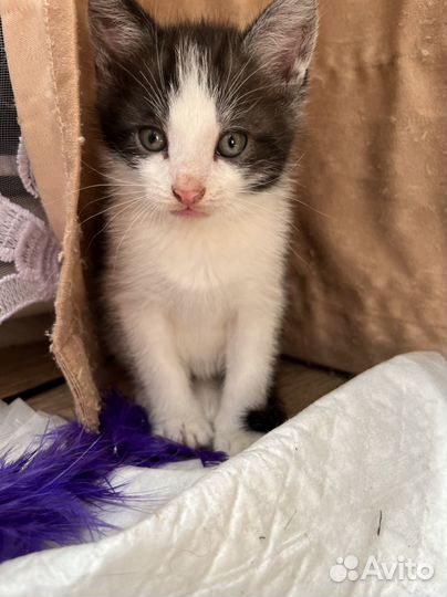 Шотладские котята