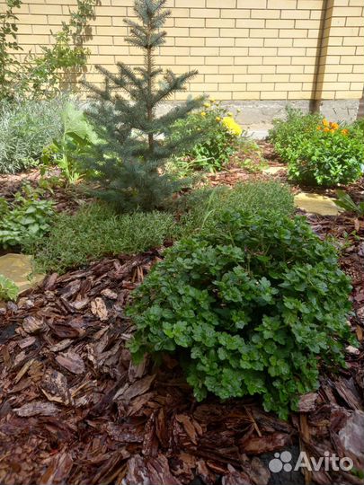 Кора сибирской лиственницы в наличии и под заказ