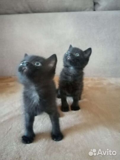 Котятки мальчики в добрые руки