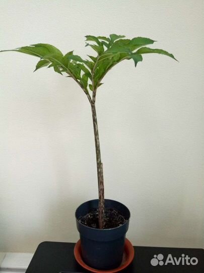 Аморфофаллос