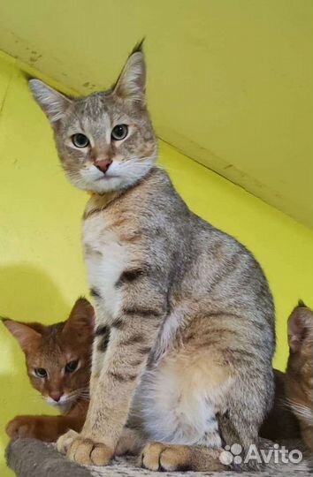 Кошка чаузи