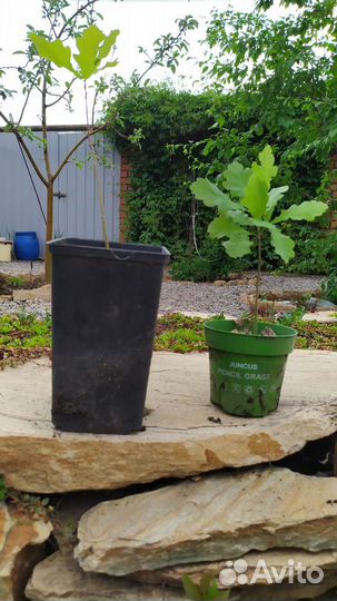 Саженцы декоративных деревьев и кустарников