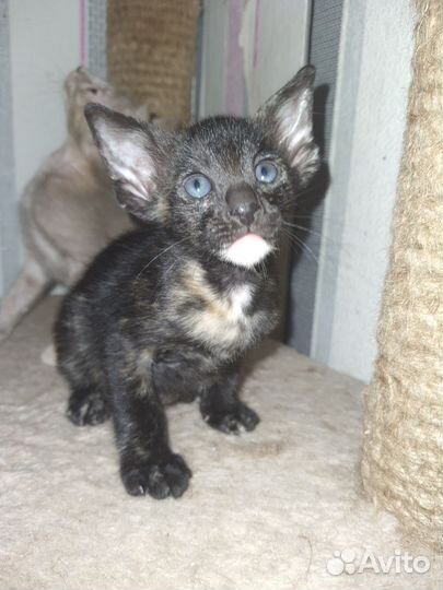 Ориентальные котята