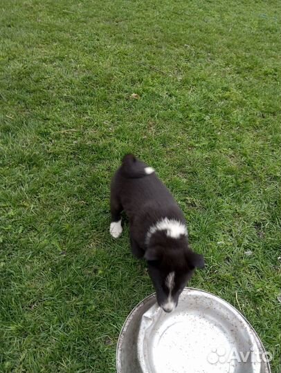 Щенки лайки