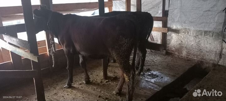 2 бычки и 2 Тёлочки.возрост,1,3.всем