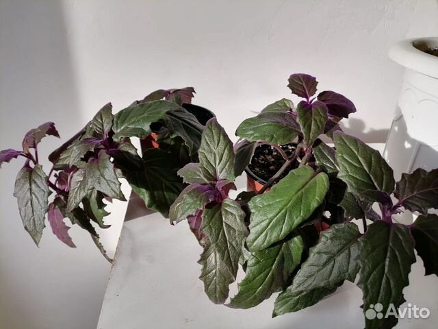 Комнатные цветы рассада лилии гвоздики многолет