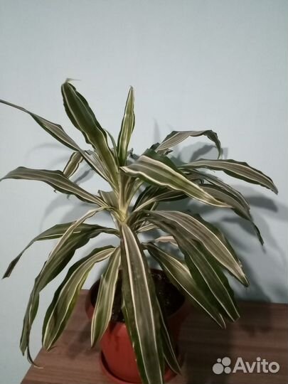 Драцена.Тростянка. 400