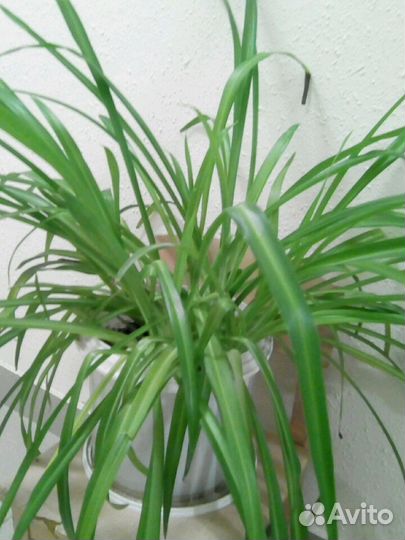 Хлорофитум