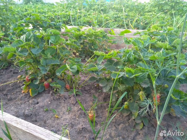 Земклуника купчиха Саженцы