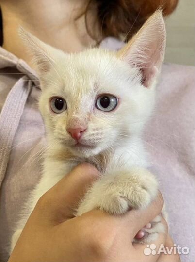 Котенок в добрые руки