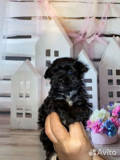 Мальтиболи