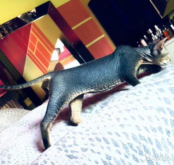 Котята сфинкс