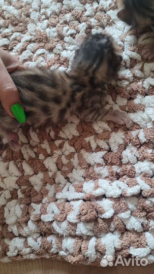 Бенгальская