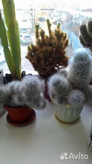 Растение кактус