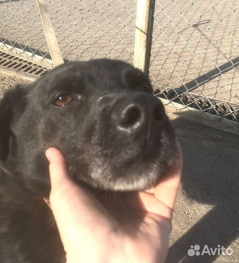 Тобик страшно устал от жизни в приюте