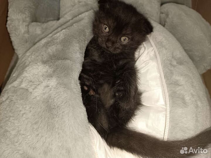 Котятки вислоухие