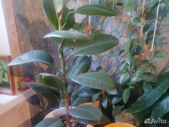 Комнатные цветы шефлера