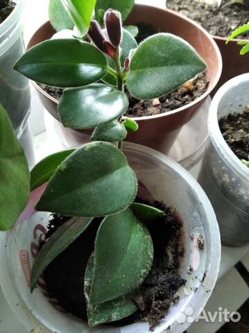 Эсхинантус