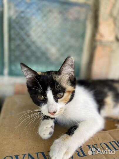 Трехцветные котята в добрые руки