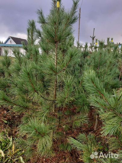 Саженцы кедра / кедр / кедр сибирский