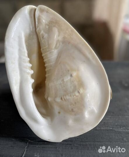 Ракушка морская большая