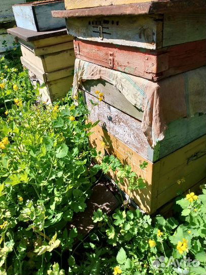 Ульи с пчелами