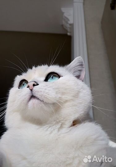 Британский кот вязка
