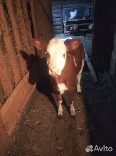 Телочка 3 месяца