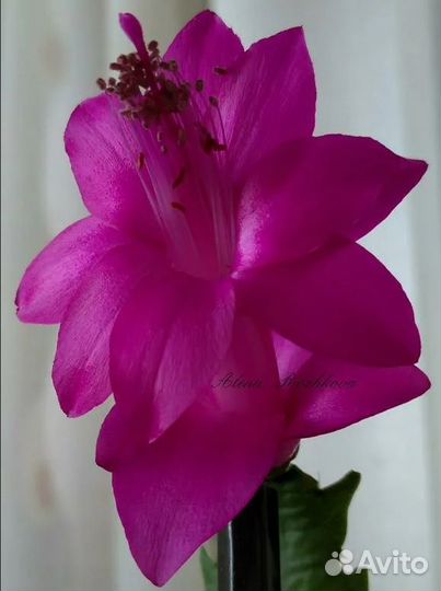 Шлюмбергеры сортовые 2 часть (декабрист)