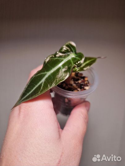 Алоказия полли