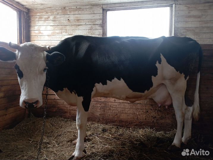 Корова дойная и бычок