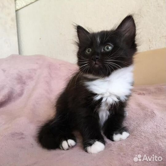 Черные пушистые мальчики с белой грудкой 2 мес