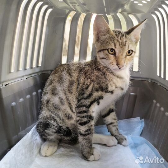 Ласковый котенок мальчик 3 месяца