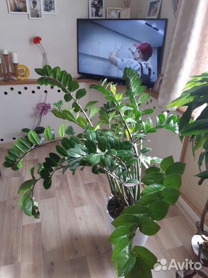 Замиокулькас