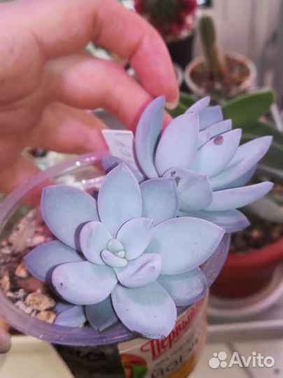 Суккуленты