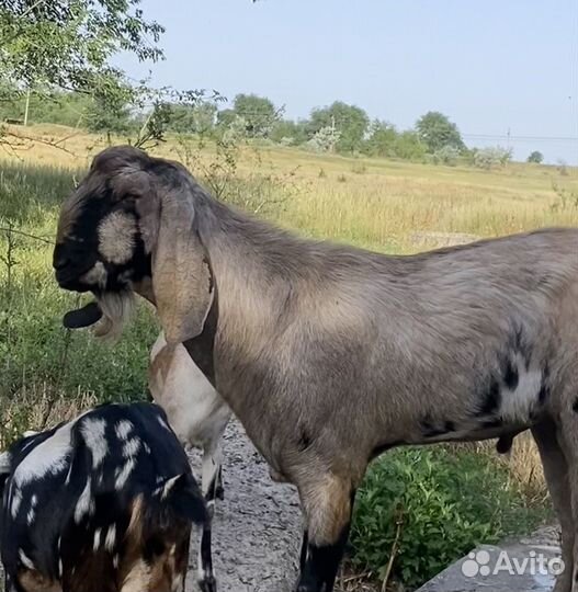 Англо нубийские козы