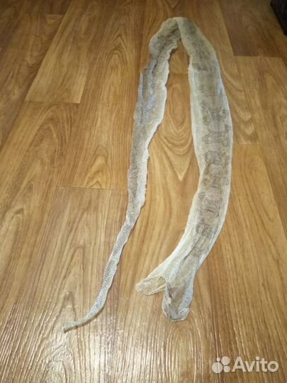 Выползки змей