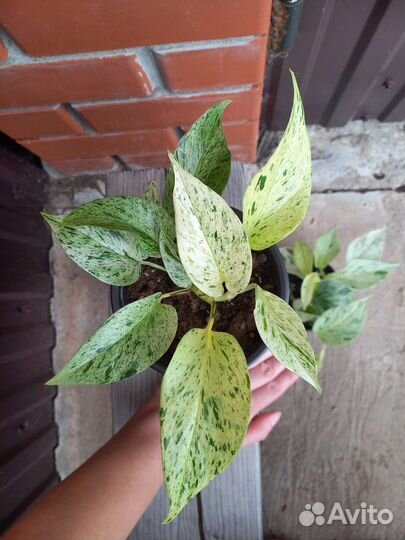 Сциндапсус Глобал грин и Марбл квин