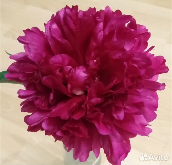 Малиновый пион