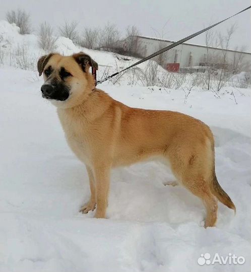 Собака Кристи