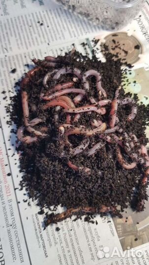 Мотыль-Опарыш-Червь