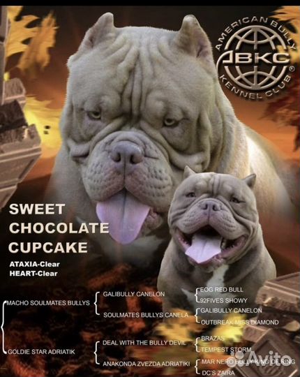 Вязка микро экзот булли