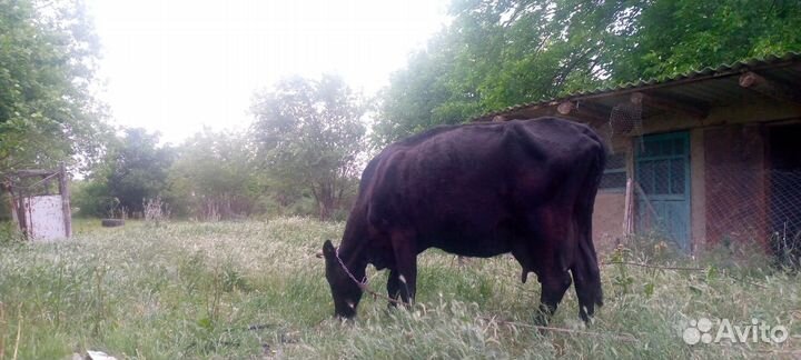 Корова дойная с теленком