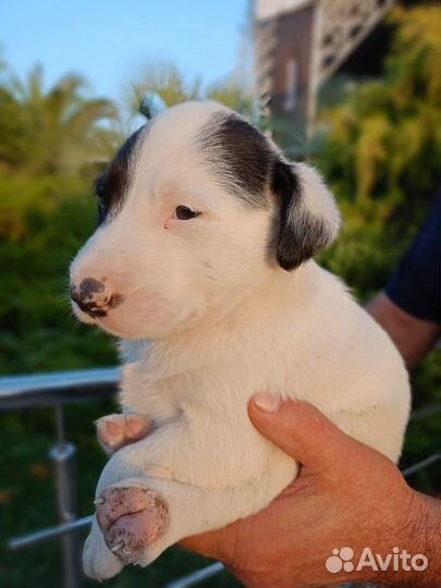 Мальчик в добрые руки отдам бесплатно