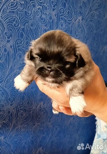 Щенки пекинеса