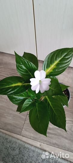 Бальзамины