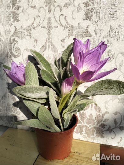 Садовые многолетники