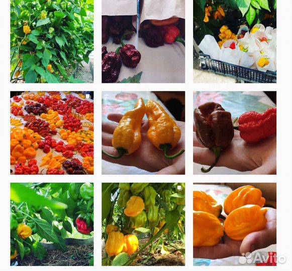 Перец Острый