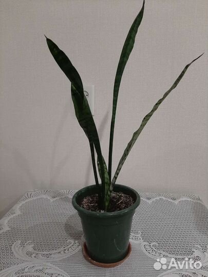 Сансевиерия